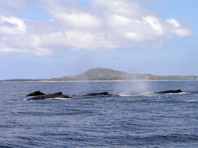 Visita guiada de ballenas jorobadas